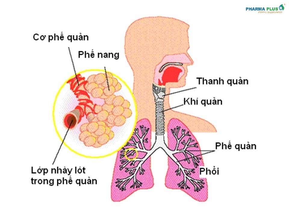 benh_ho_hap_5