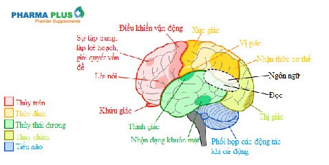 Chức năng của não bộ ở người